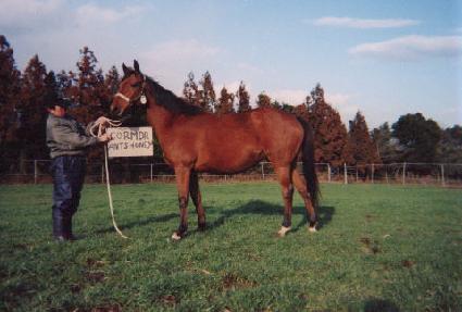 �ڸ������ ����