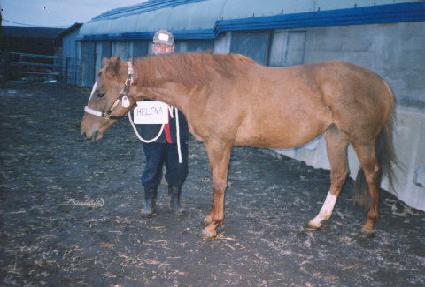 �ﷹ�� ����