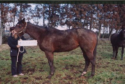 �����÷Ѹ��� ����