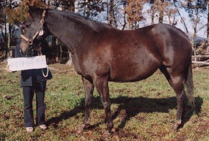 �ҳʷ�Ƽ���� ����