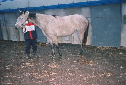 ���׼Ҿ����� ����