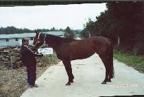 WANDERING KATIE picture