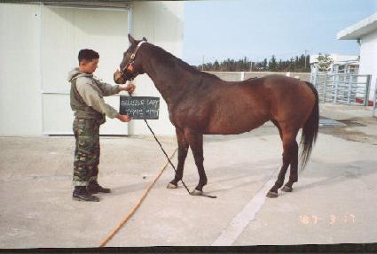 �Ϸ�ú극�̵� ����