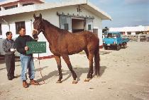 ��Ʋ�����װ����� (GATLINBURG GAMBLER) ����