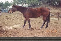 ���Ͼ���� (VEIL OF GOLD) ����