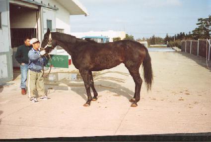 Ǫ����� ����