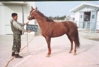 �����θ��� ����