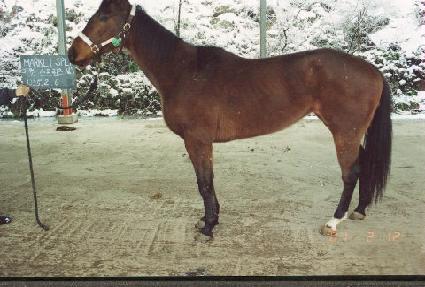 ���Ͻ��ø��� ����