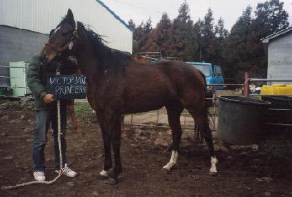 ���丮���������� ����