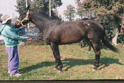 ��Ʈ���� ����