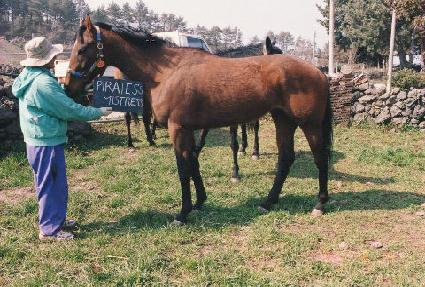 ���̾���̽�Ʈ ����