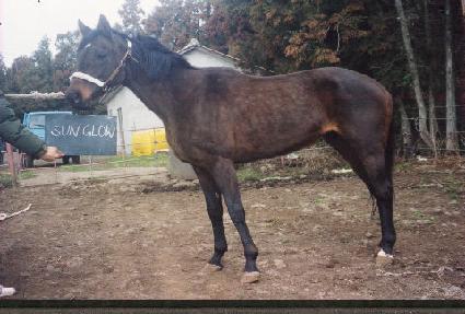 ���۷ο� ����