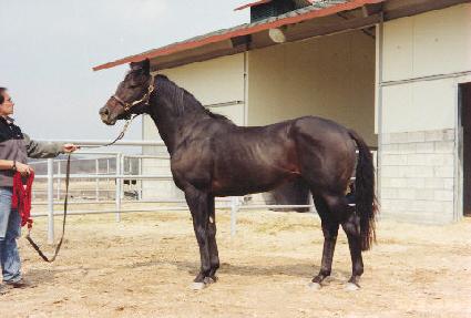 �ƿ�����ƽ������ ����