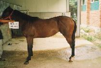 �������� (OCEAN GYPSY) ����