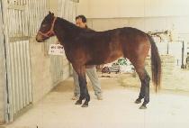 �������� (JEOLJEONG GOSU) ����