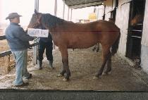 ��缱���� (GOLDEN SUNDAY) ����