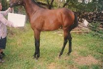 ������� (ILCHUL JANGGWAN) ����