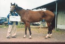 �ͺ深Ʈ��ī�� (TURBULENT SKY) ����