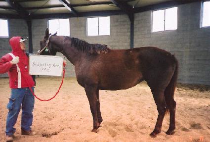 ���������� ����