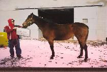 �������� (BUSY CISSIE) ����