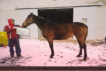 �������� ����