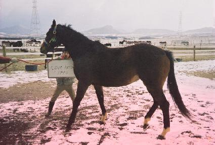 ����ƴ�Ÿ ����