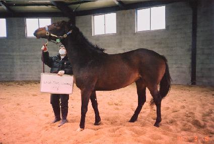 �������̾Ƹ�� ����