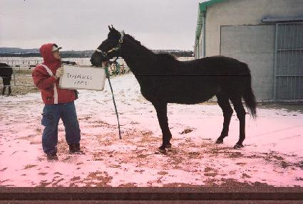 Ʈ�����Ϸ� ����