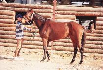 �߶���󷡽� (YARRALUMLA LASS) ����