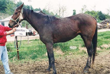 ����Ű�� ����