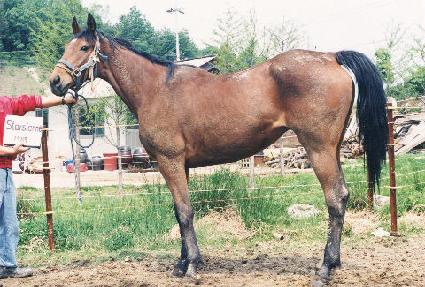 ��Ÿ���� ����