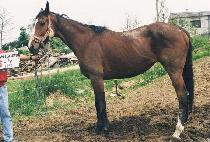 ��������� (WISDOM LILY) ����