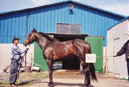 �ٴϽ� ����