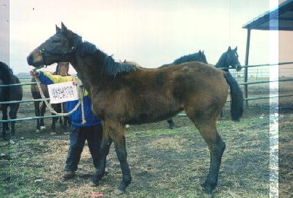 ȭ���Ѱ��� ����