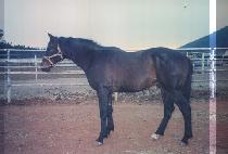 ���ַ��� (CHARMING RUNNER) ����