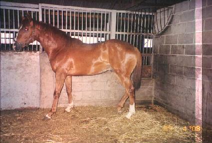 ������ ����