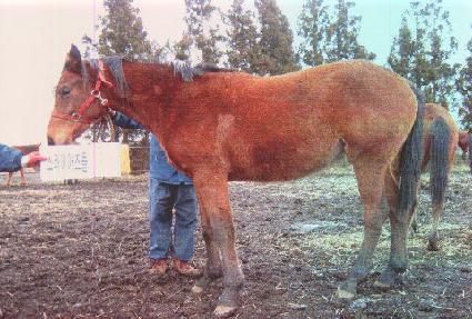 �������� ����