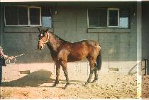 ��󺸴��� (BRAVO DANCER) ����