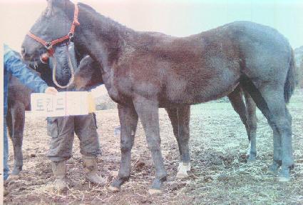 ��ų�� ����