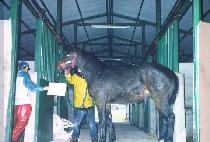 �������� (ILJINDAETONG) ����