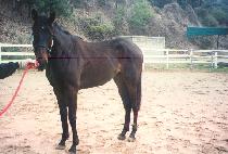 ���� (TEMPO) ����