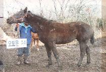 Ʈ���̾��� (TRIUMPH) ����