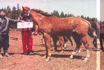 �ں�� (JABISIM) ����