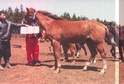 �ں�� ����