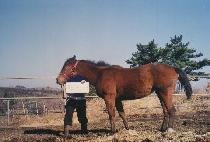 ��½�ȭ (USEUNGSINHWA) ����