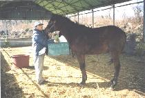 ���� (MYEONGPO) ����