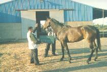 ��̺� (JANGMIBIT) ����