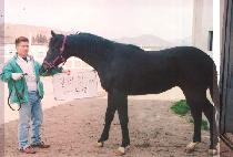 õ�μ� (CHEONBUSEONG) ����