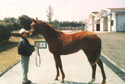 ������ ����