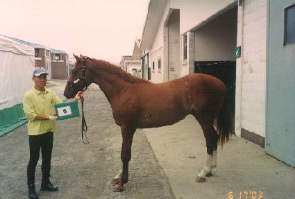 ��ī�ν� ����